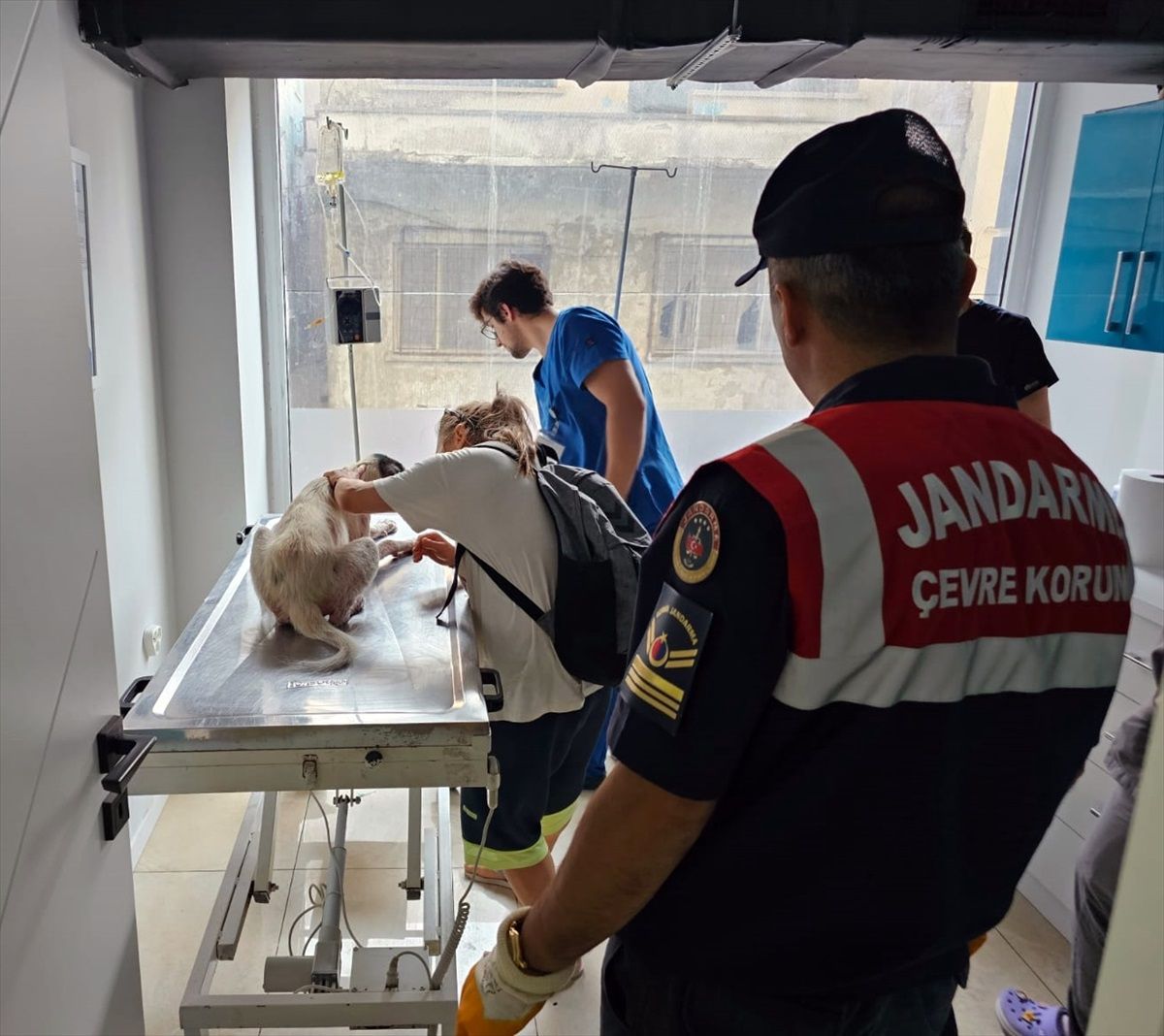 Sinop\'ta yaralı olarak bulunan sahipsiz köpek jandarma ekiplerince tedavi ettirildi