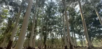 Mersin'deki Karabucak Ormanları, AR-GE çalışmasıyla ülke ekonomisine can veriyor