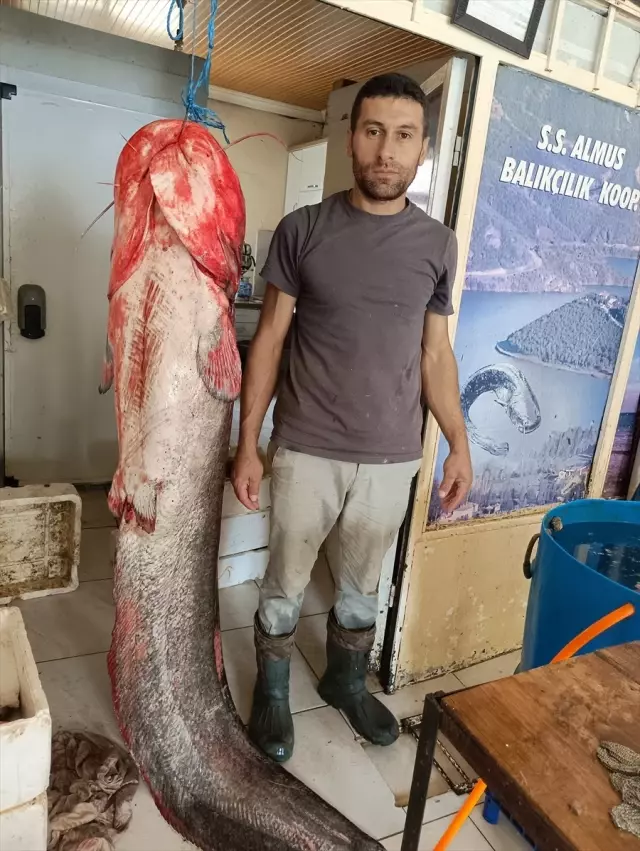 Tokat'ta yakalanan 2 metrelik yayın balığı satışa sunuldu: Kilosu 60 lira! Tokat'ta yakalanan 2 metrelik yayın balığı satışa sunuldu: Kilosu 60 lira!