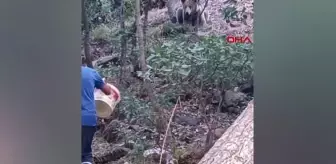 Tunceli'de Yaban Hayvanlarına Yiyecek Verme Uyarısı
