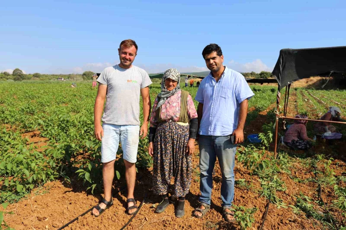 Balıkesir Bandırma\'da Yılda 10 Milyon Ceviz Fidanı Üretiliyor