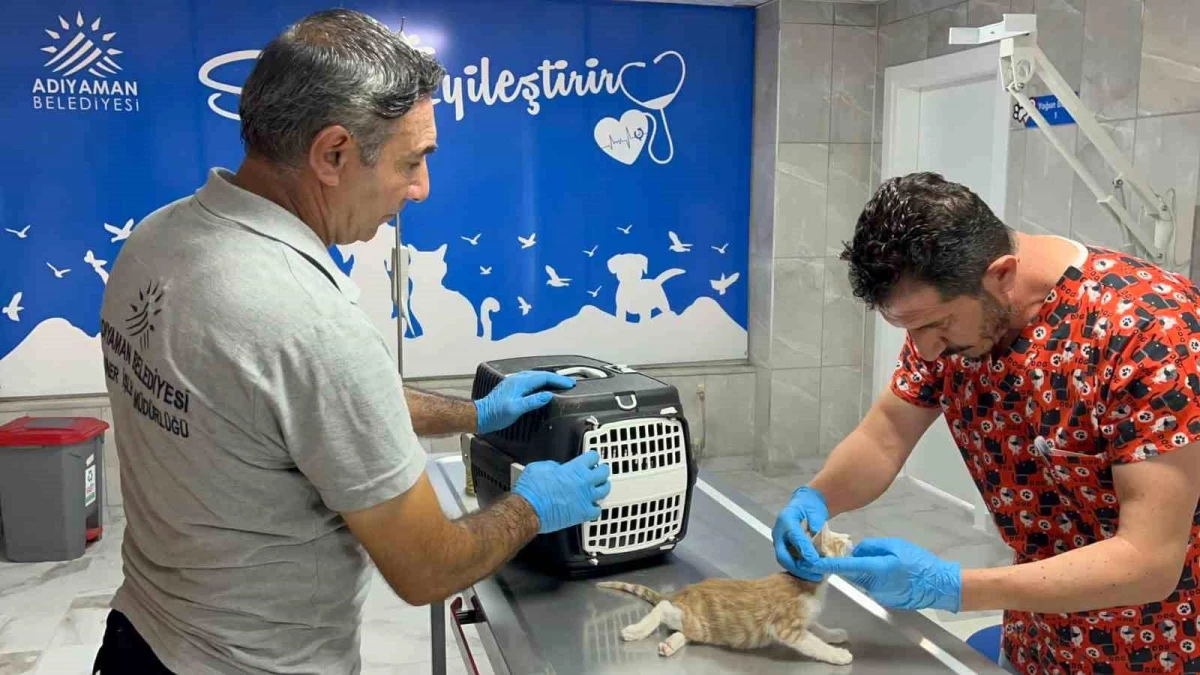 Adıyaman Belediyesi Veteriner Müdürlüğü Sokak Hayvanlarının Yaralarını Sarmaya Devam Ediyor