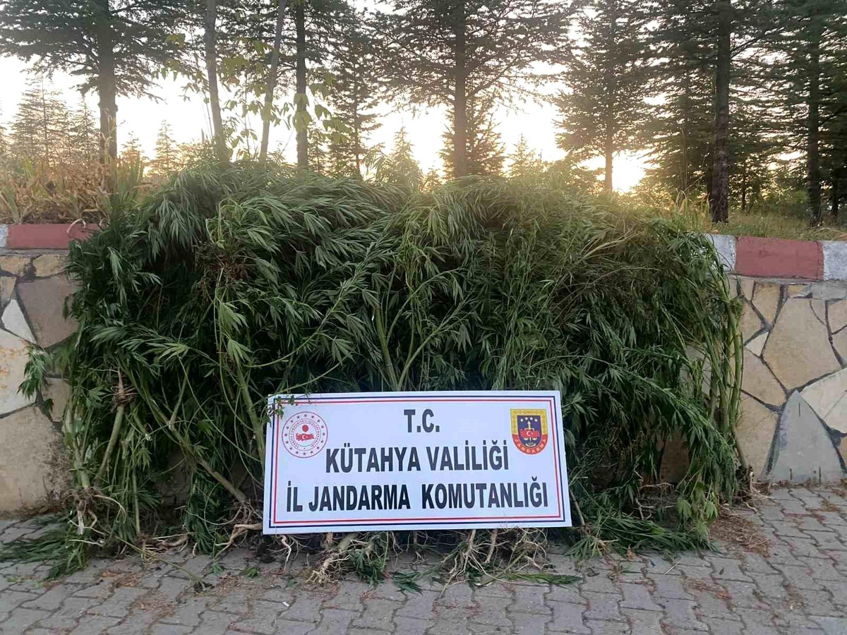 Kütahya\'da 101 Kök Hint Keneviri Ele Geçirildi, 1 Şüpheli Tutuklandı