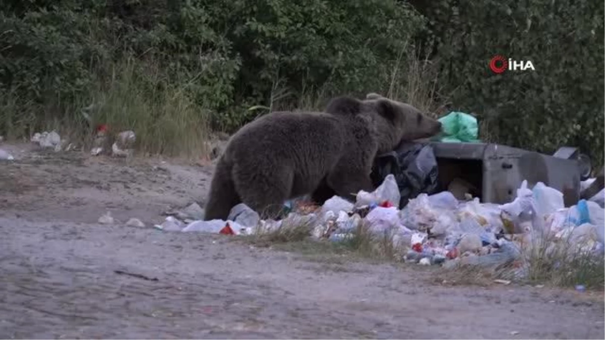 Nemrut\'ta boz ayılar çöplüklere dadandı
