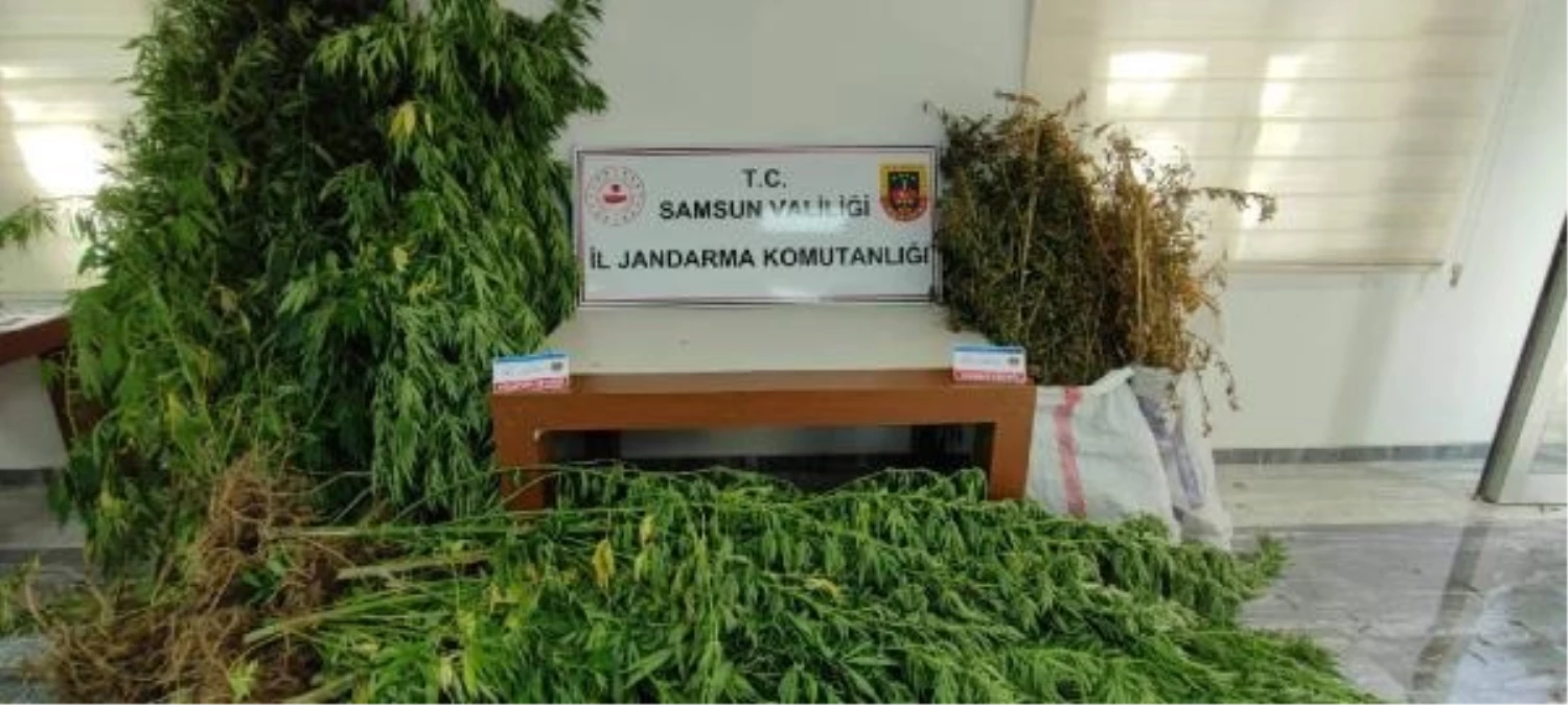 Samsun\'da uyuşturucu operasyonu: 13 kilo esrar ele geçirildi