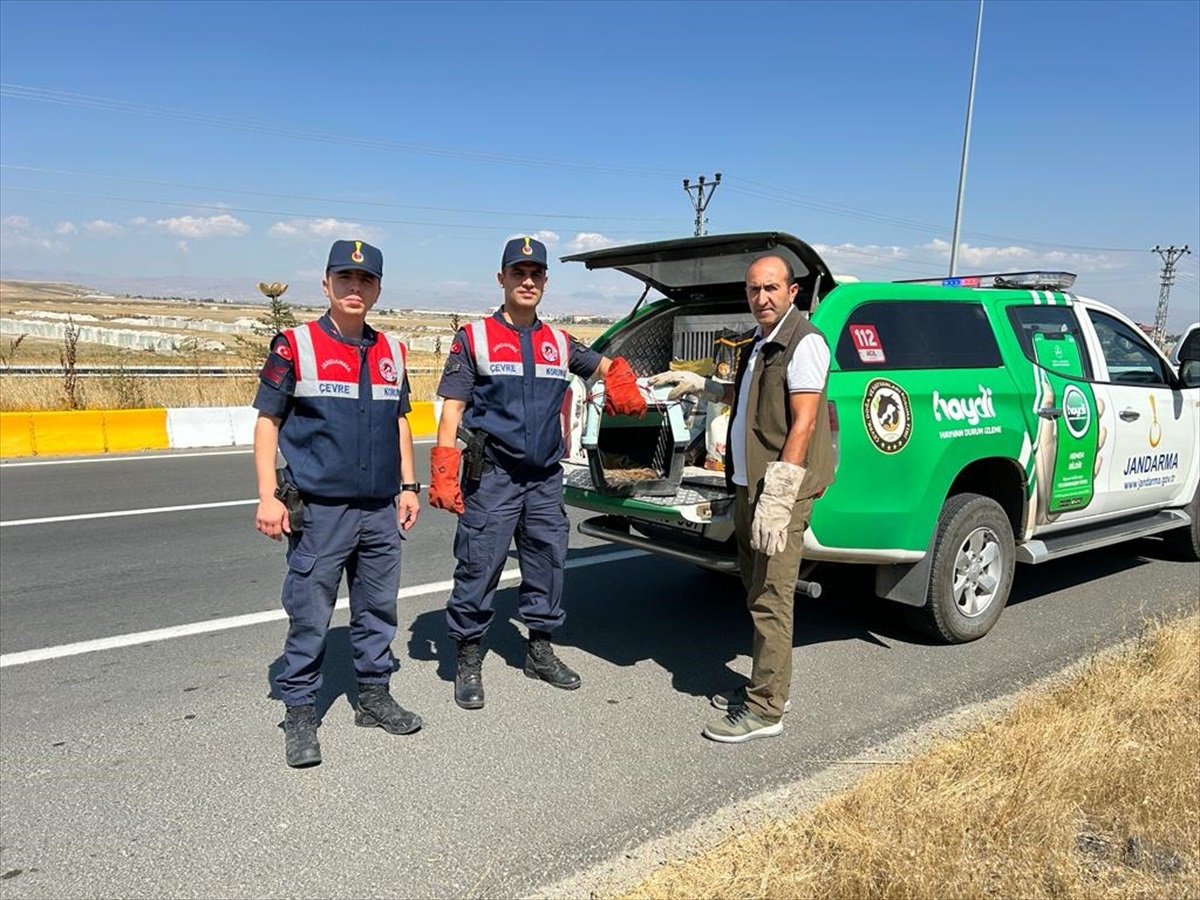 Ağrı\'da yaralı tilki yavrusu tedavi altına alındı