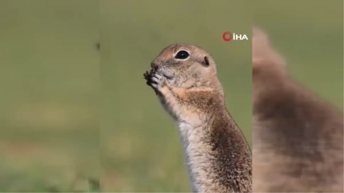 Anadolu Yer Sincabının Sevimli Görüntüleri