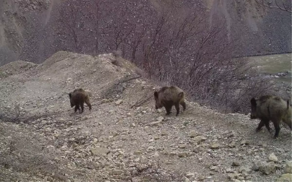 Bingöl\'de Fotokapanlarla Yaban Hayvanları Görüntülendi