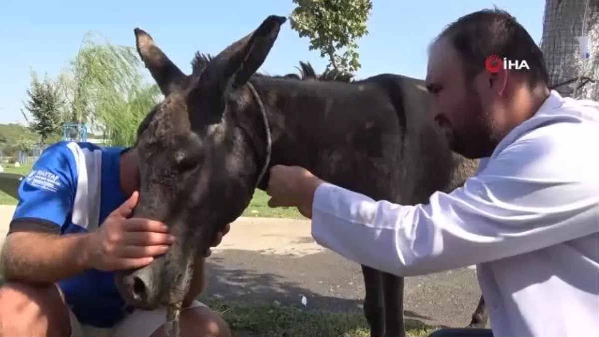 Çanakkale\'deki yangında kurtarılan eşek emekliliğe ayrıldı