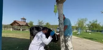 Çanakkale'de Yanan Boğa HAYTAP Emekli Hayvanlar Çiftliği'ne Getirildi