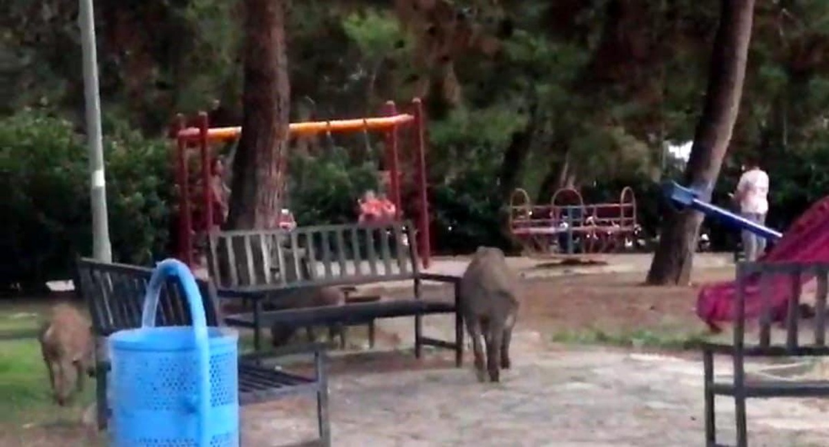 İzmir\'de Parkta Yiyecek Arayan Domuz Sürüsü