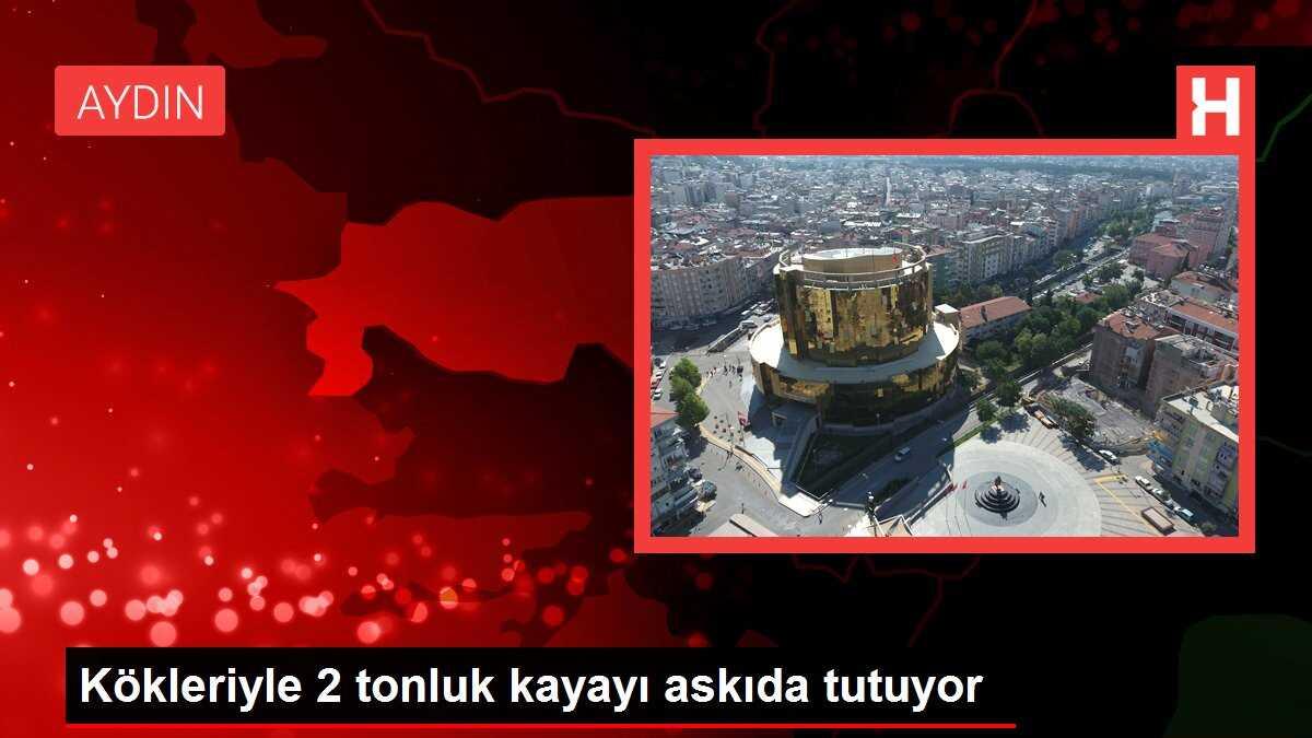 Kökleriyle 2 tonluk kayayı askıda tutuyor
