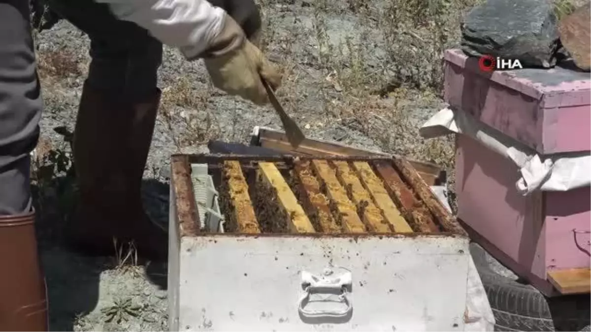 Mevsim Normallerinin Üzerindeki Sıcaklıklar Arıcılığı Olumsuz Etkiliyor