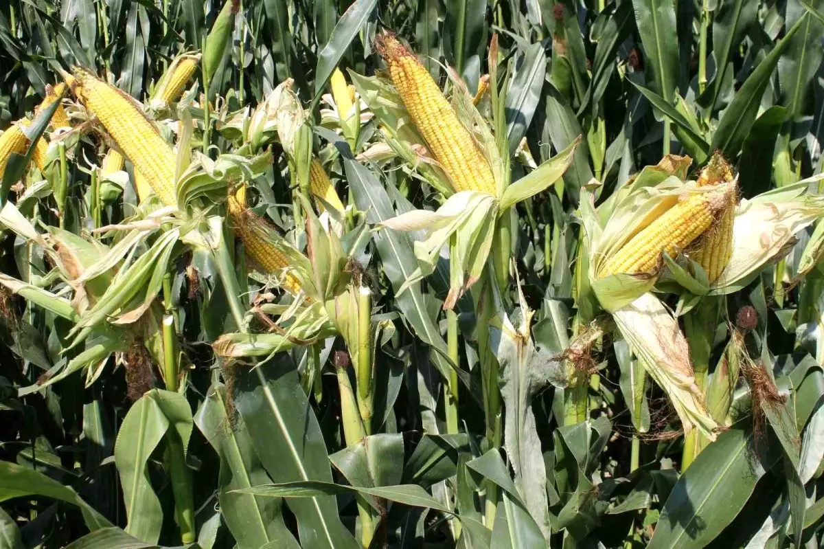 Kuraklık, Edirne\'de Mısır Üretimini Olumsuz Etkiledi