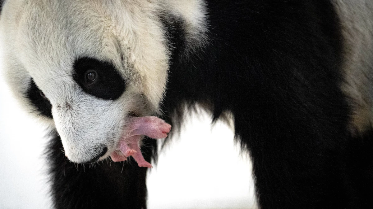 Moskova Hayvanat Bahçesi\'nde Dev Panda Yavrusu Dünyaya Geldi