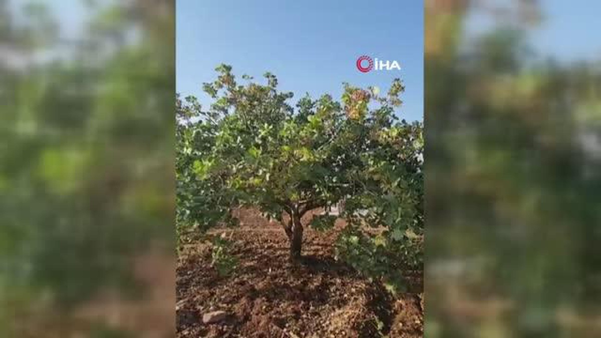 Şanlıurfa ve Siirt fıstığına rakip: Diyarbakır fıstığında hasat başladı