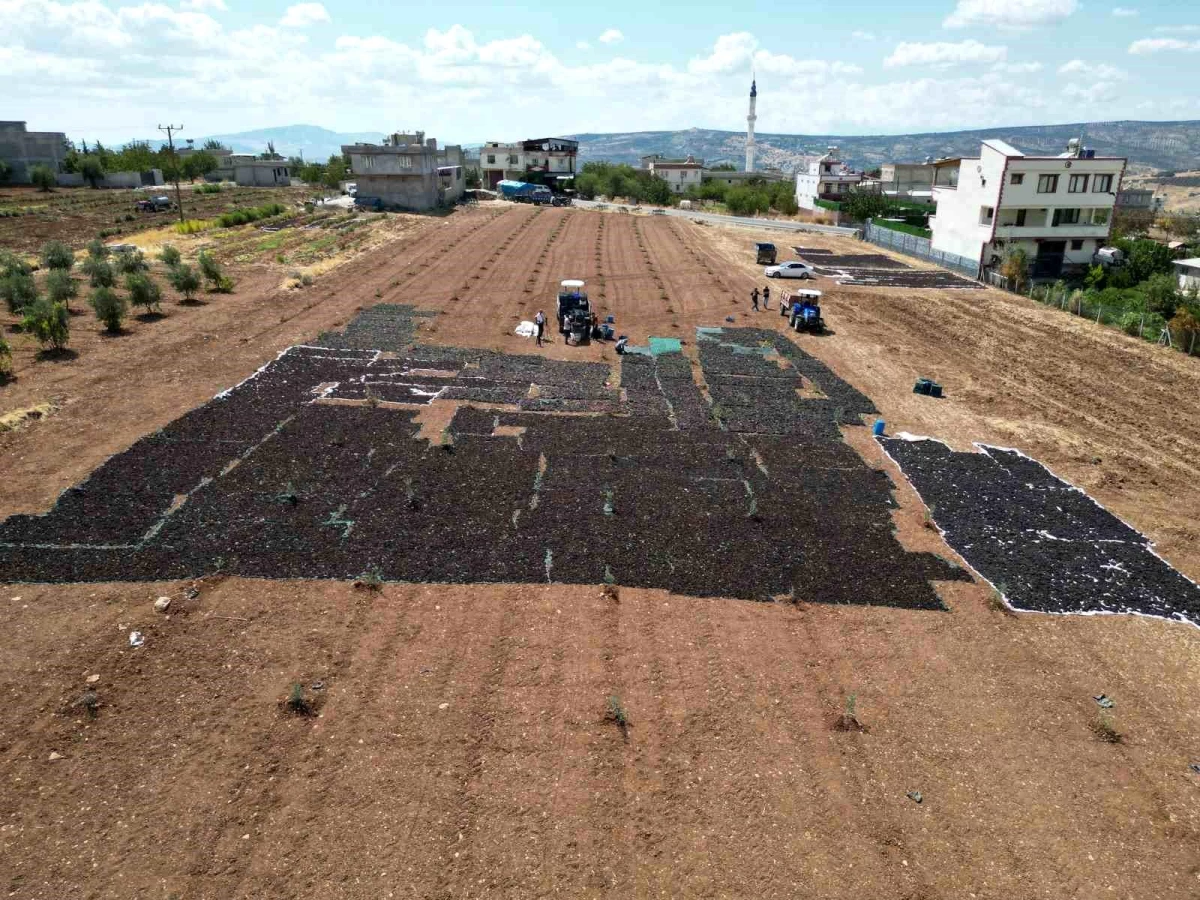 Kilis\'te üzüm hasadı ve kurutma işlemi başladı