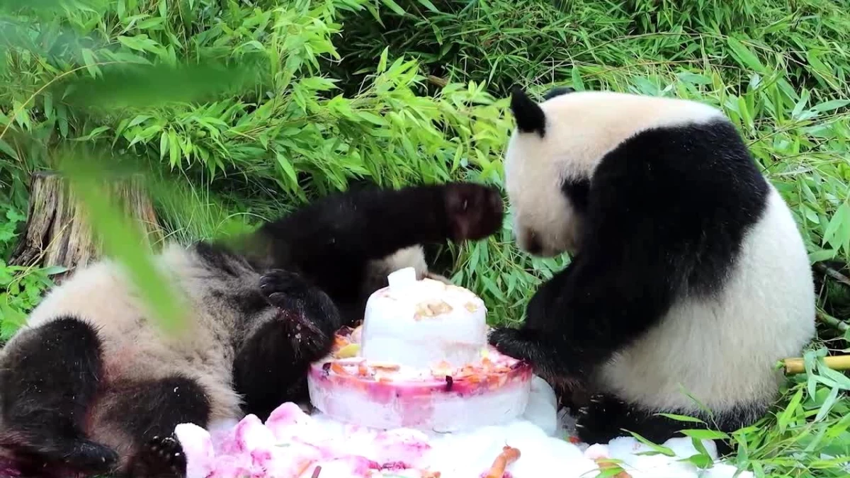 Berlin Hayvanat Bahçesi\'nde doğan panda ikizlerinin dördüncü doğum günü kutlandı