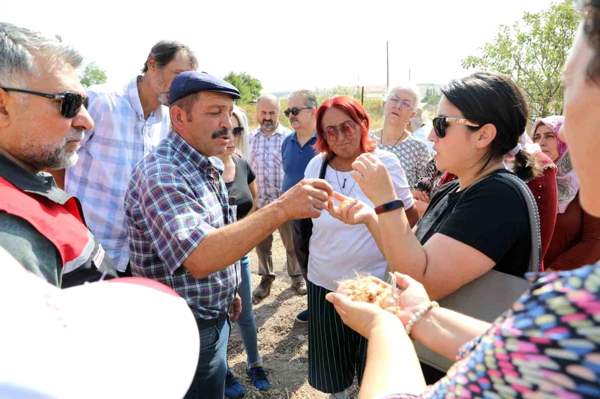 Eskişehir\'de Safran Yaygınlaştırma Projesi Başladı