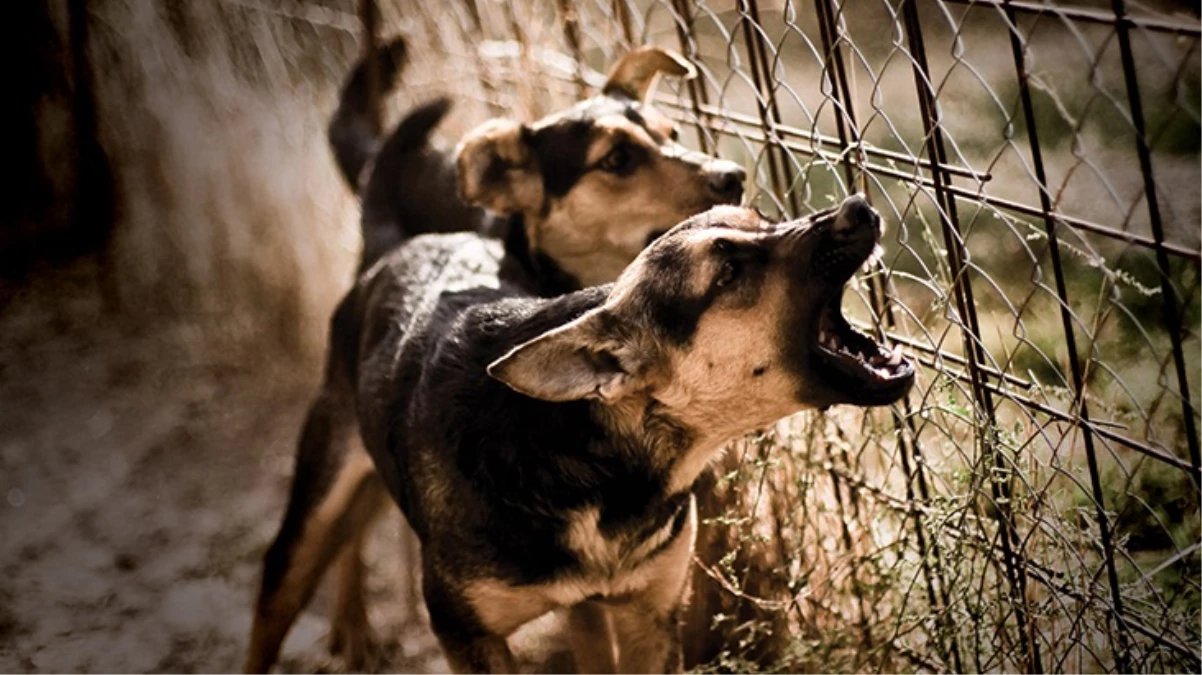 Bolu\'ya farklı illerden köpek bırakanlara 5 milyon liraya kadar para cezası kesilecek