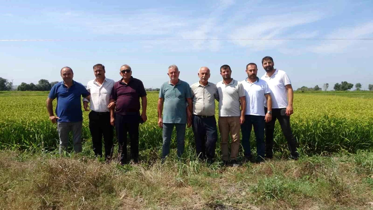 Samsun\'da Çeltik Hasadı Yaklaşıyor, Üreticiler Fiyatları Bekliyor