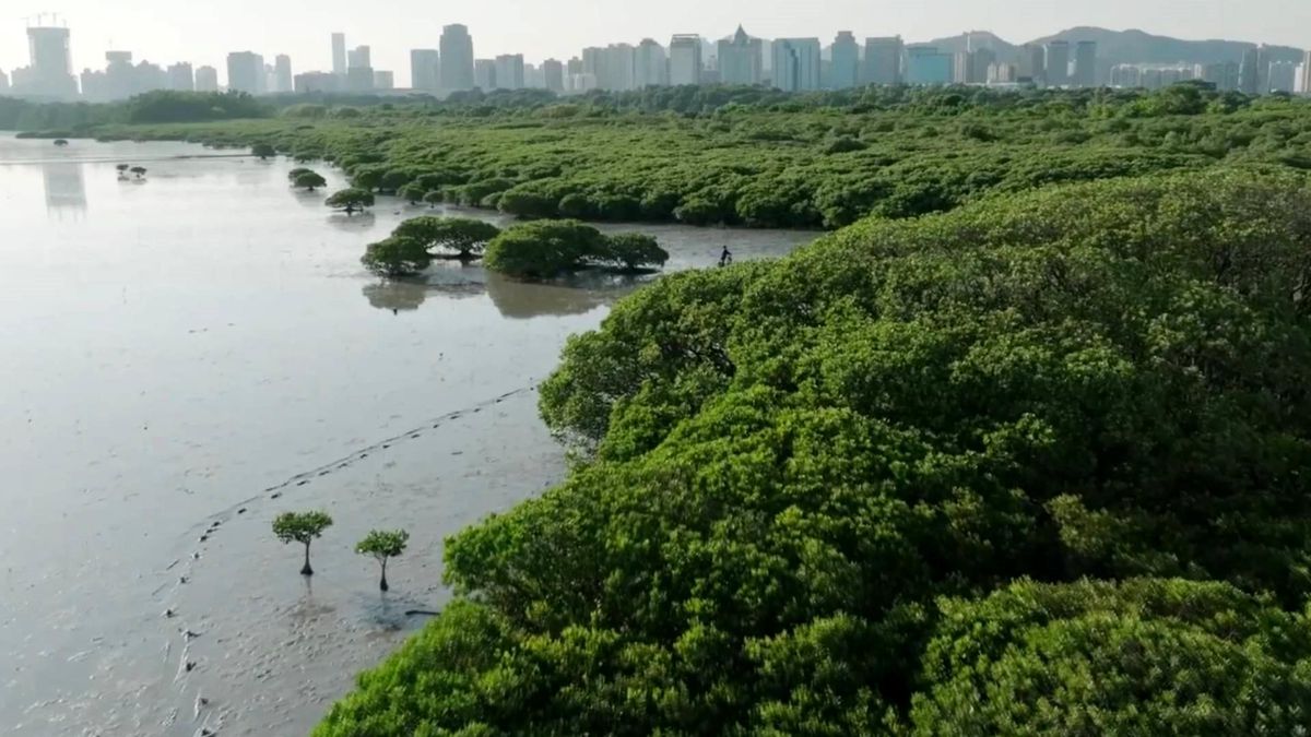 Çin, Shenzhen\'de Uluslararası Mangrov Merkezi Oluşturuyor