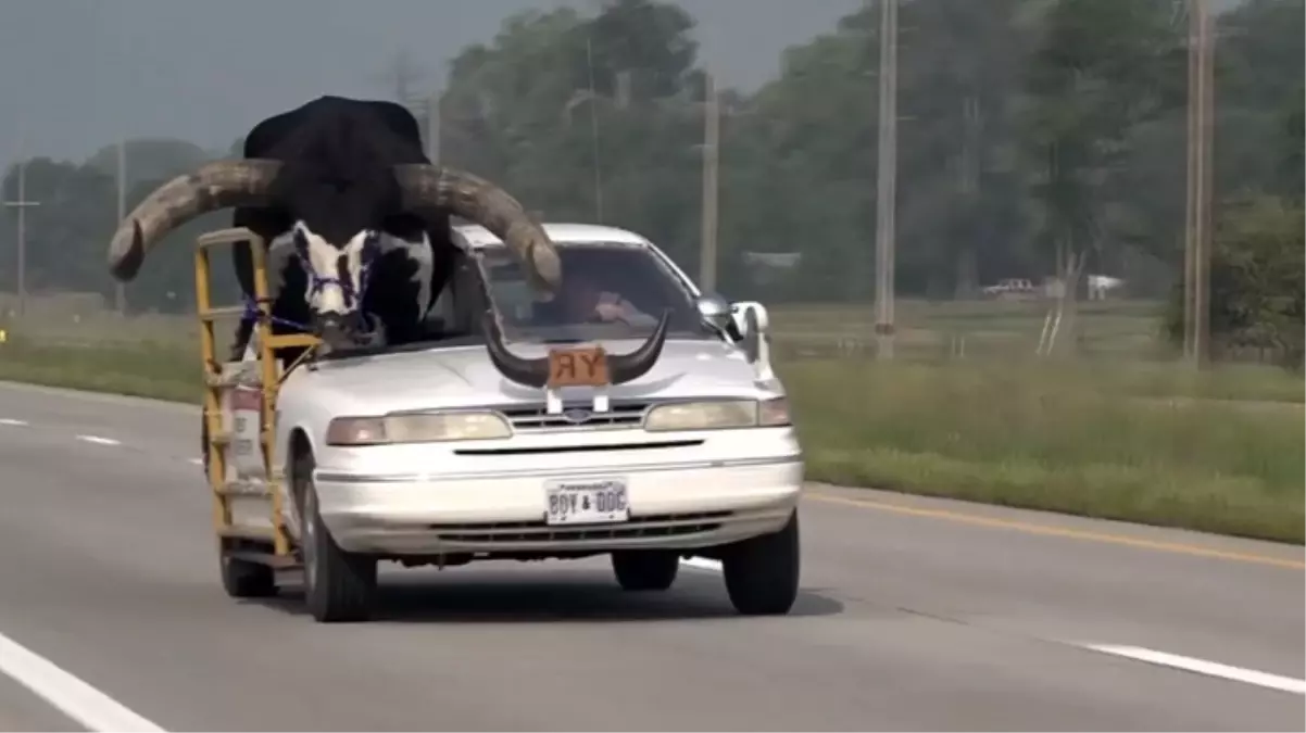 Dev boğayı aracının ön koltuğuna oturtup o şekilde yolculuk yaptı