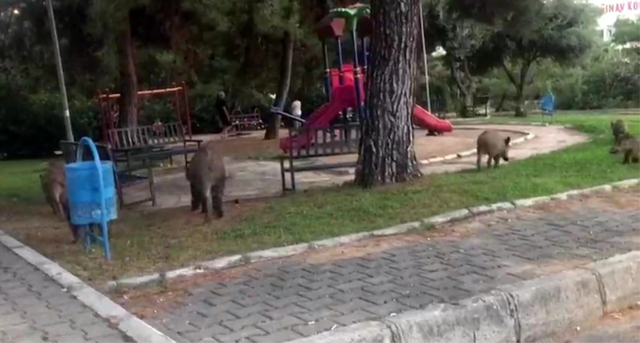 İzmir Bornova\'da Domuz Sürüsü Parkta Yiyecek Arıyor