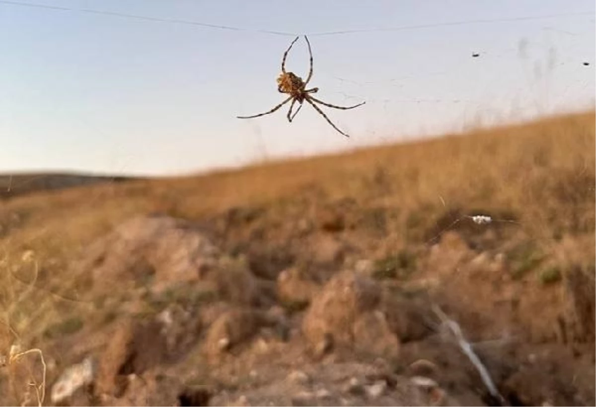 Kırşehir\'de Zehirli Örümcek Görüldü