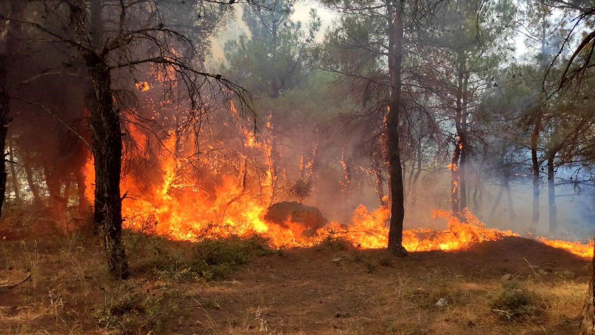 Keşan\'da çıkan yangında ormanlık alan zarar gördü