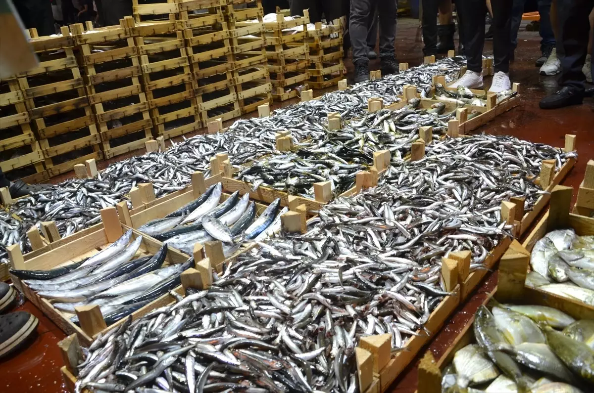 Karamürsel\'de Yeni Balık Sezonu Başladı