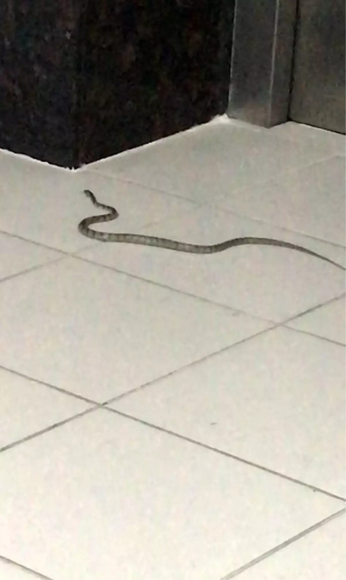 Yavru Akdeniz Engereği Hastanede Bulundu