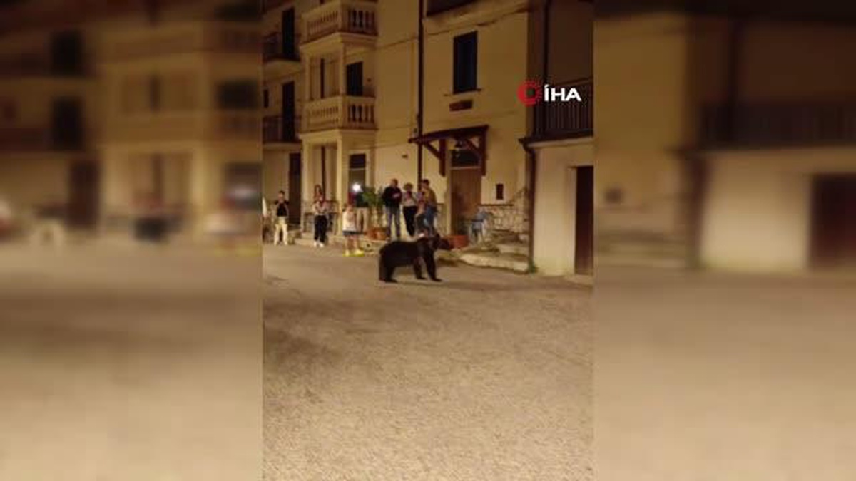 İtalya\'da Anne Ayı ve Yavrularının Eğlenceli Anları