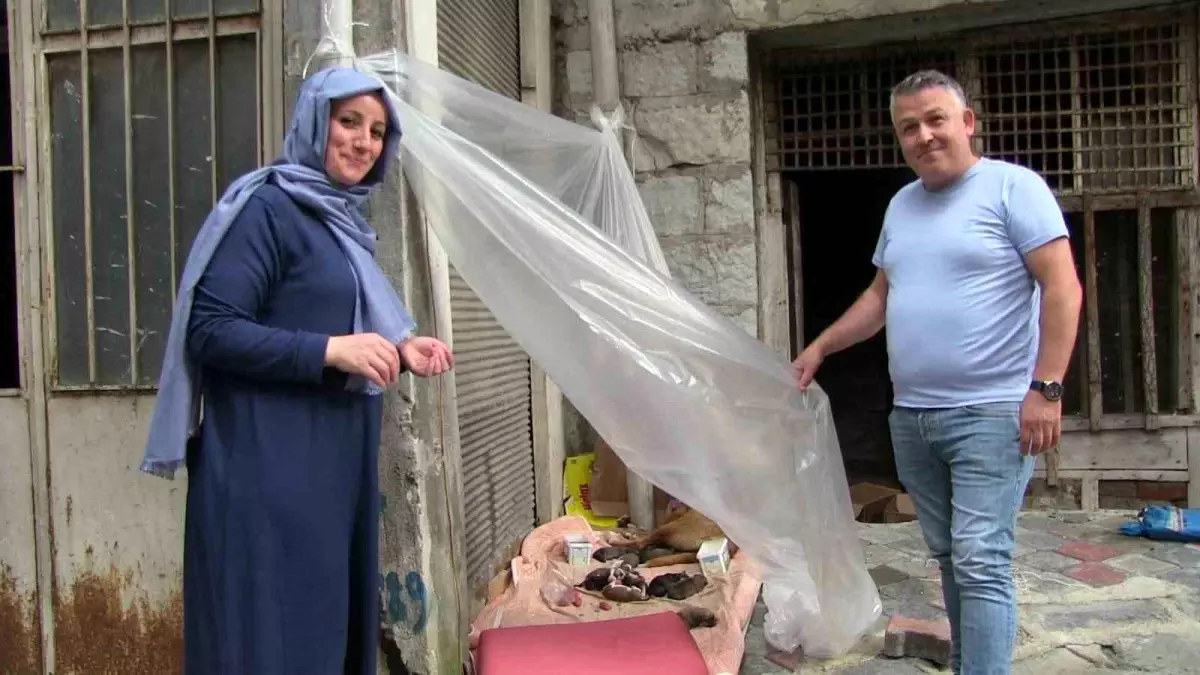 Artvin\'in Borçka ilçesinde sokak köpeği ve yavrularına esnaf sahip çıktı