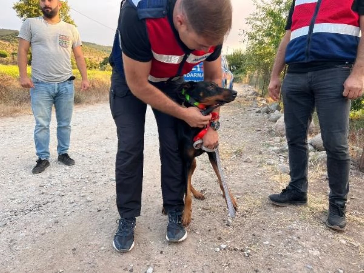 Kayıp Ekonomist Korhan Berzeg\'i Arama Çalışmalarında Köpeği Tina Yardımcı Olamadı