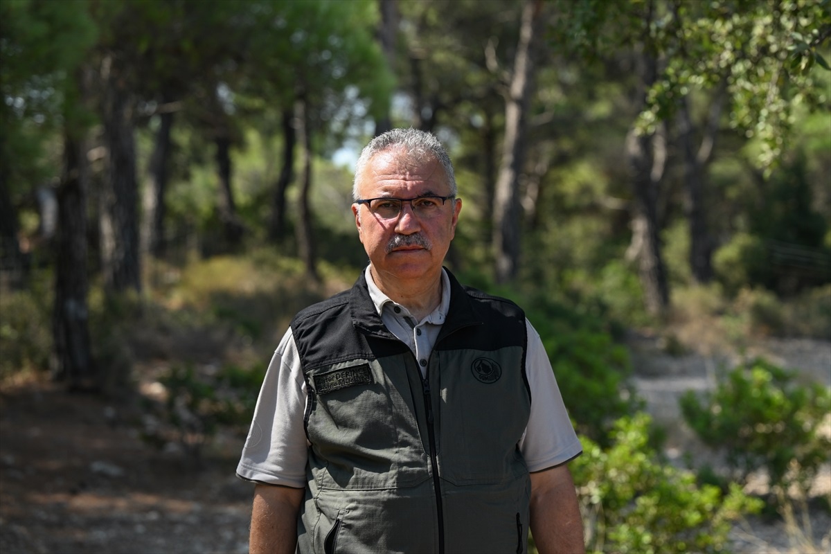 İzmir\'deki yangın bölgesine dikilen fidanlar büyümeye başladı