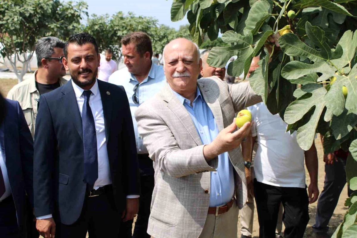 TZOB Genel Başkanı Şemsi Bayraktar, Aydın\'da incir üreticileriyle buluştu