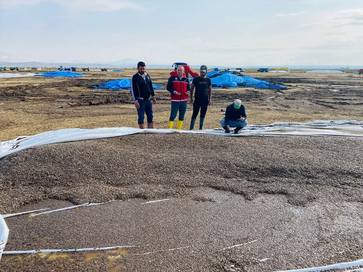 Aksaray'da Sağanak ve Dolu Tarım Arazilerine Zarar Verdi