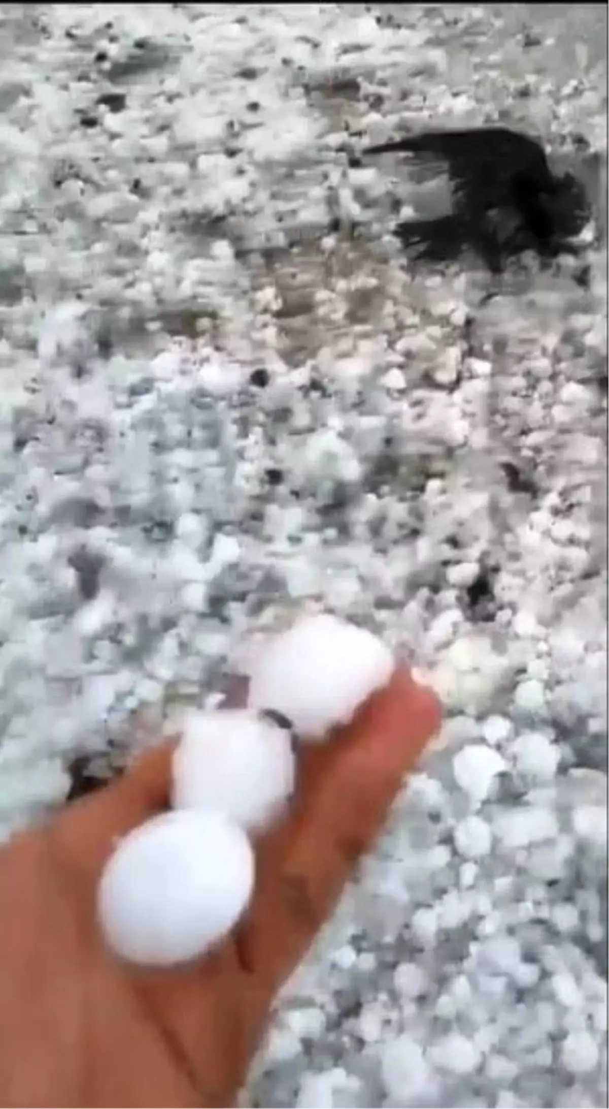 Kars\'ın Arpaçay ilçesini dolu vurdu, çok sayıda kuş telef oldu