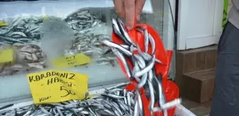 Akçakoca'da Hamsi Bolluğu: Fiyatlar Düştü