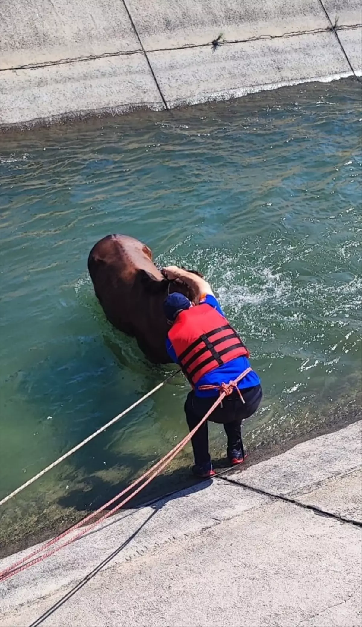 Batman\'da sulama kanalına düşen at kurtarıldı