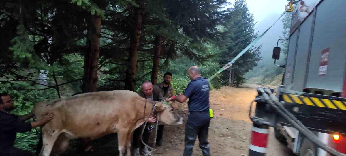 Bolu\'da Dere Yatağına Giren İnek İtfaiye Ekiplerince Kurtarıldı