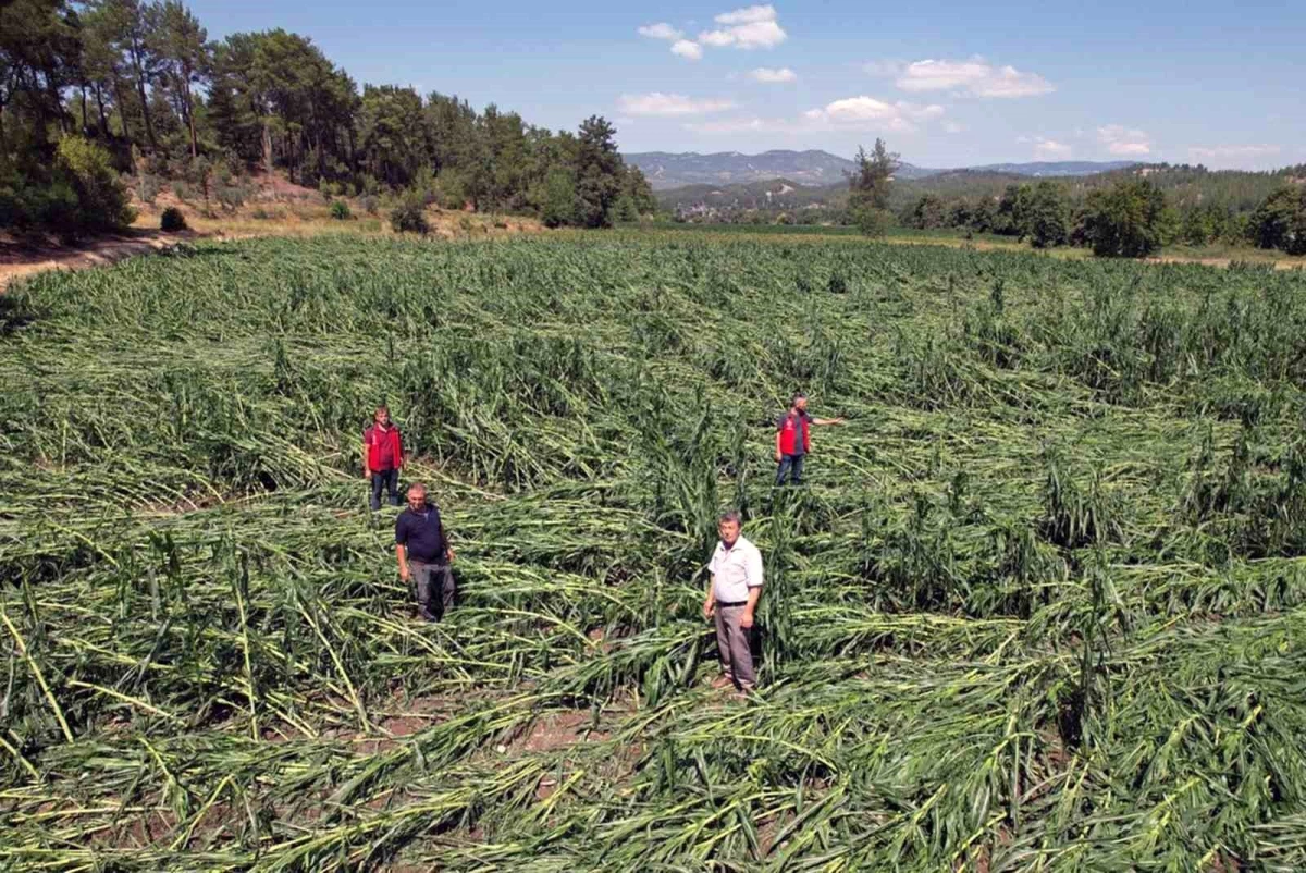 Muğla\'da dolu yağışı ürünlere büyük zarar verdi