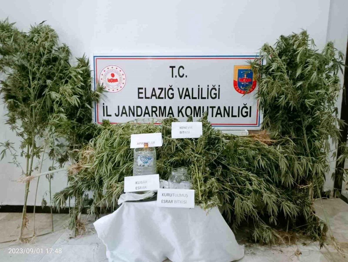 Elazığ\'da 186 Kök Kenevir Ele Geçirildi, 2 Şüpheli Yakalandı