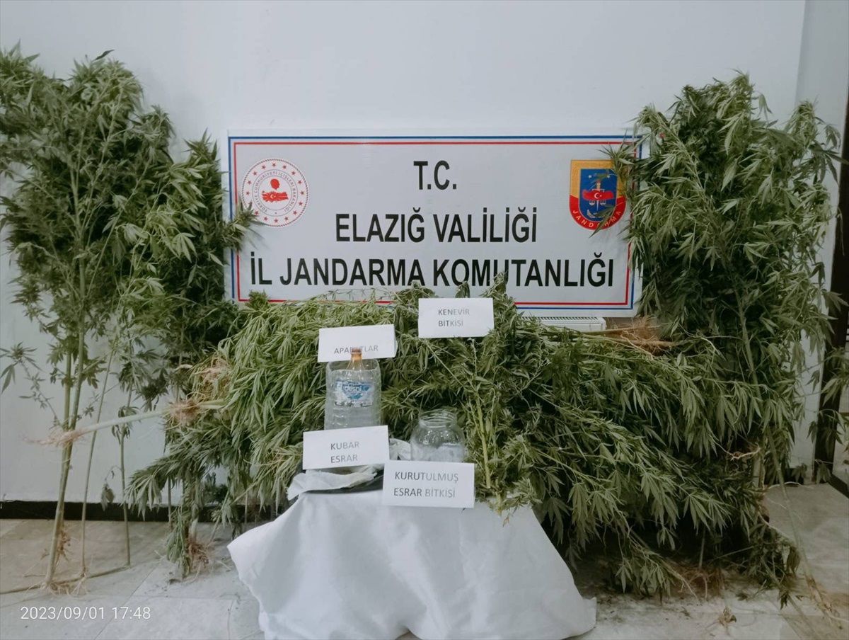 Elazığ\'da Uyuşturucu Operasyonu: 186 Kök Hint Keneviri Ele Geçirildi