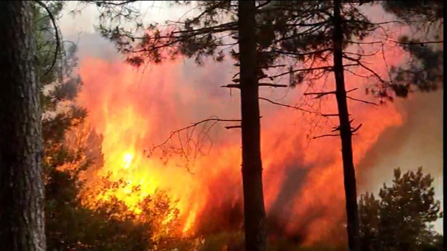 İstanbul'da orman yangını! Ekipler alevlere müdahale ediyor