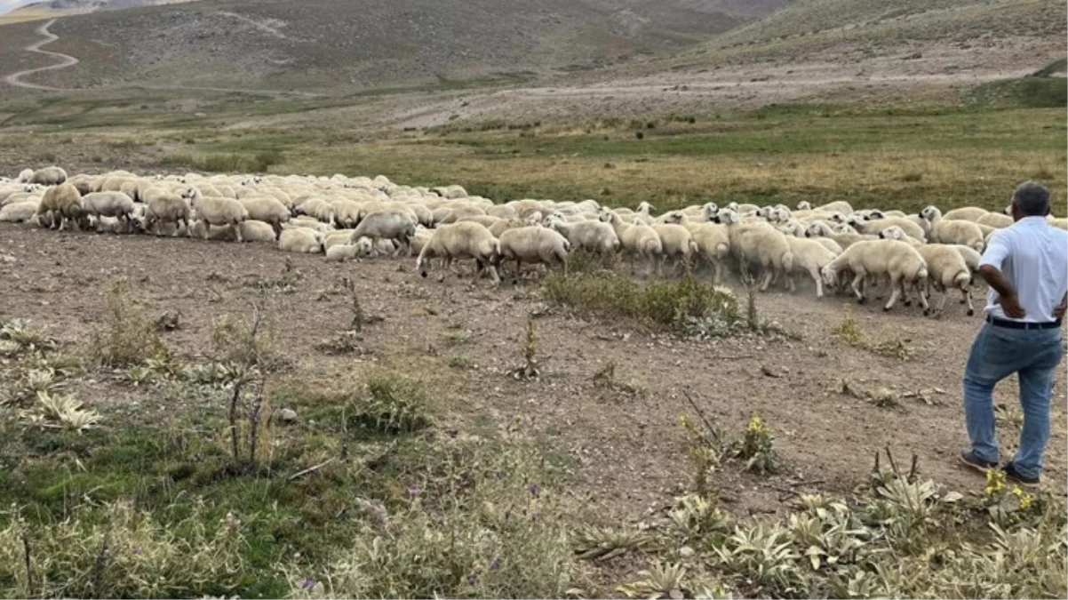 Malatya\'da hayvan yetiştiricileri epey dertli: 25 bin TL maaşla çoban bulamıyoruz