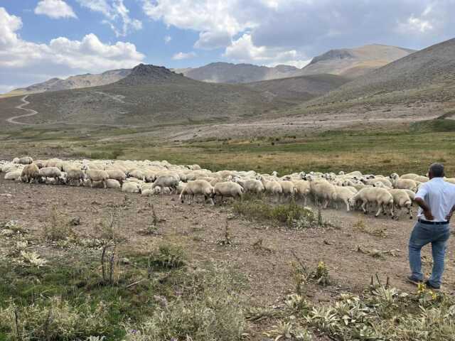 Malatya'da hayvan yetiştiricileri dertli: 20-25 bin TL maaşla çalışacak çoban bulamıyoruz Malatya'da hayvan yetiştiricileri dertli: 20-25 bin TL maaşla çalışacak çoban bulamıyoruz