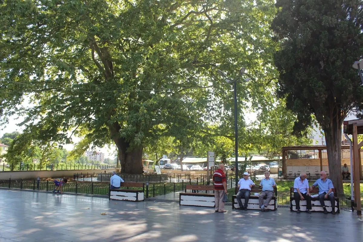 Samsun'da 547 Yaşındaki Anıt Ağaç Vatandaşlara Serinlik Sağlıyor