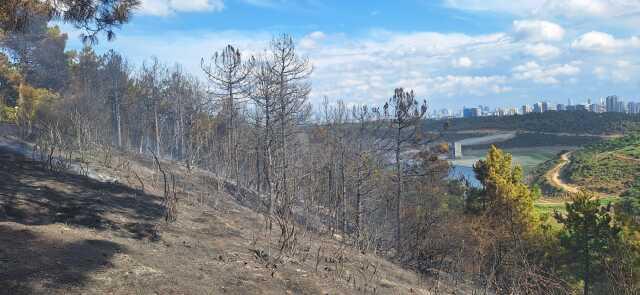Sultangazi Kent Ormanı'nda Yangın Çıktı, Kundaklama İddiası Sultangazi Kent Ormanı'nda Yangın Çıktı, Kundaklama İddiası